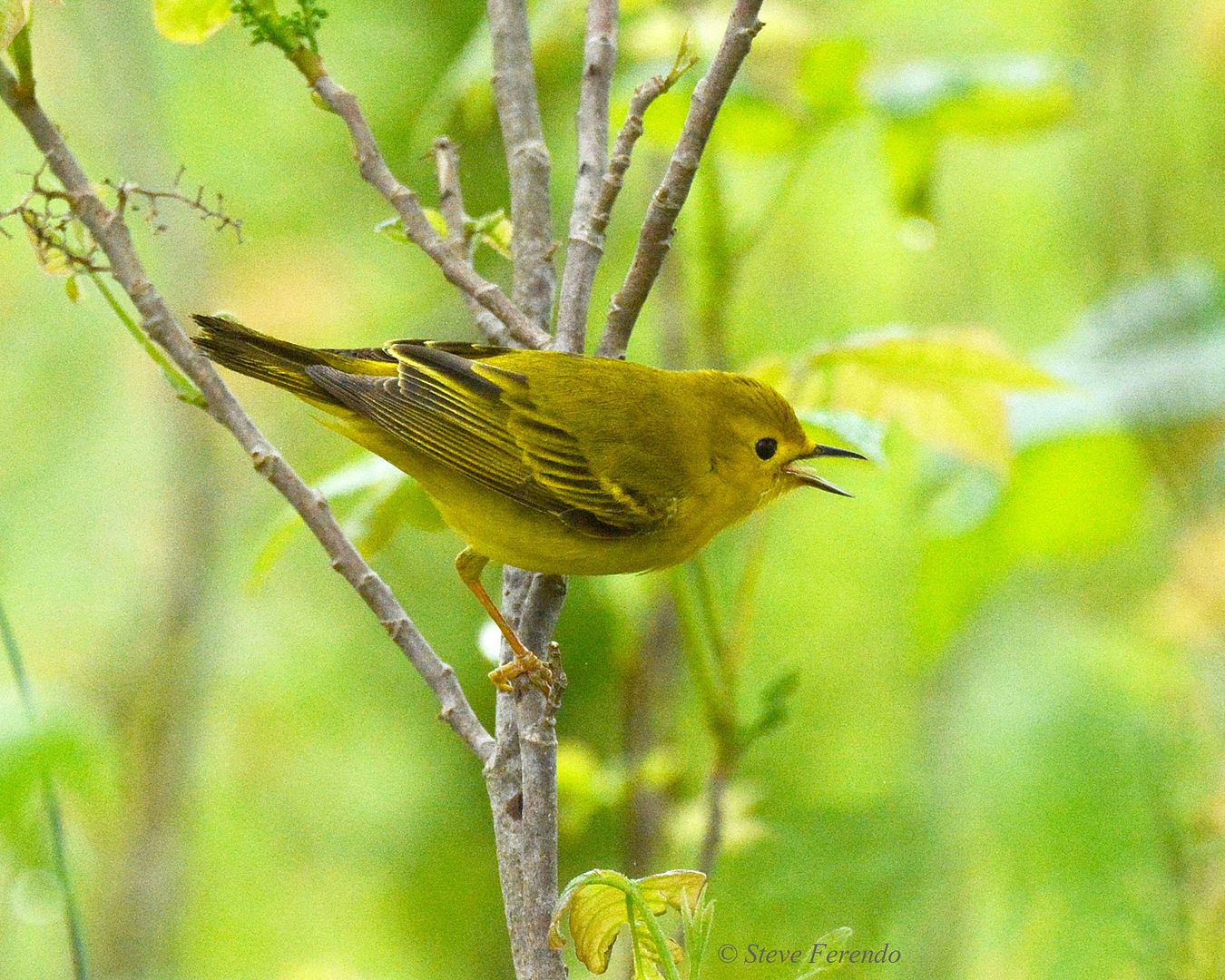 "Natural World" Through My Camera: American Yellow Warbler